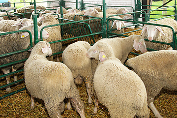 Image showing Ewe in pen