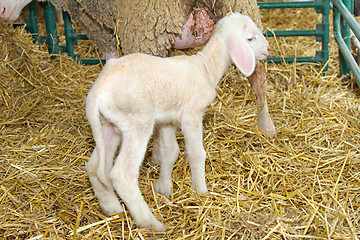 Image showing Lamb in pen