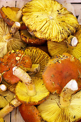 Image showing Fresh Chanterelle mushroom