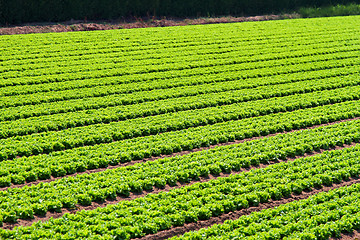 Image showing Salad field rows