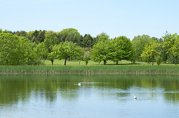 Image showing Fresh spring trees growing near a pond