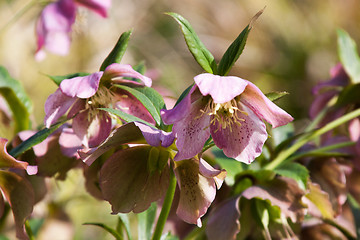 Image showing Helleborus niger