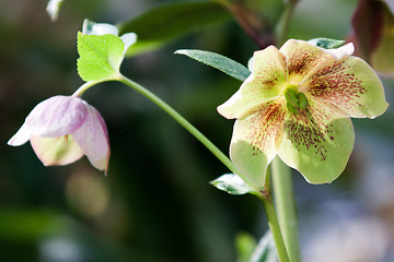 Image showing Helleborus niger