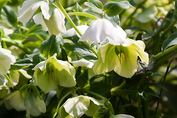 Image showing Helleborus niger