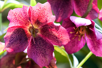 Image showing Helleborus niger