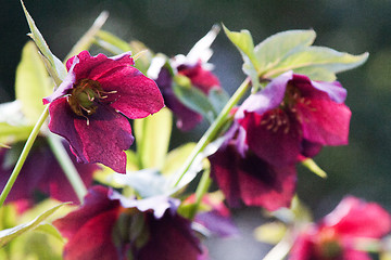 Image showing Helleborus niger