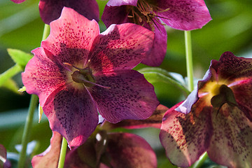 Image showing Helleborus niger