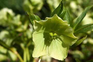 Image showing Helleborus niger