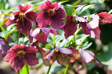 Image showing Helleborus niger