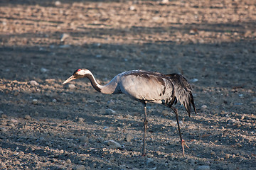 Image showing crane