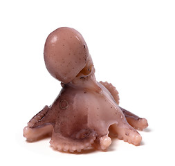 Image showing Octopus on white background