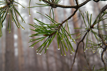 Image showing Water drops on pine-needle