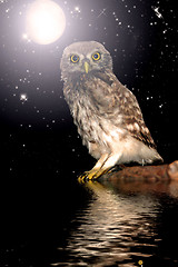 Image showing Owl at water