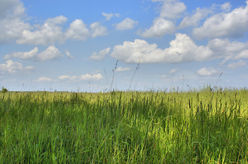 Image showing Grass and sky