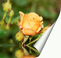 Image showing yellow rose