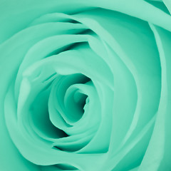 Image showing green rose close up