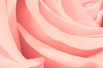 Image showing pink rose close up