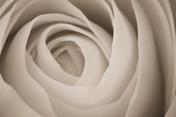 Image showing white rose macro