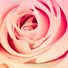 Image showing multicolor rose