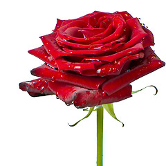 Image showing red rose