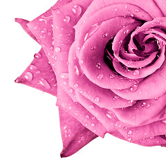 Image showing pink rose