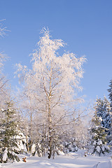 Image showing fresh snow in the mountains