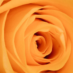 Image showing orange rose close up