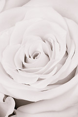 Image showing white rose close up