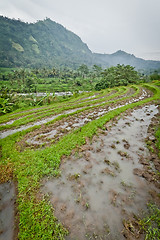 Image showing rice fields in Bali, Indonesia