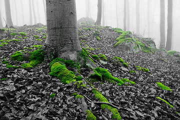 Image showing misty forest