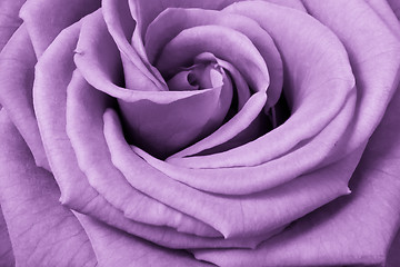 Image showing violet rose