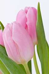 Image showing pink tulips