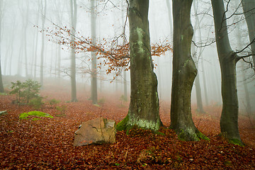 Image showing misty forest