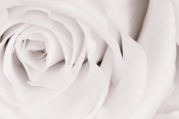 Image showing white rose close up