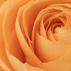 Image showing orange rose macro