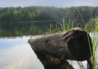 Image showing Log