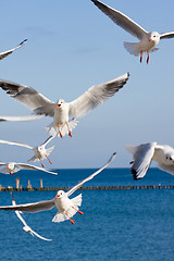 Image showing seagulls at pier