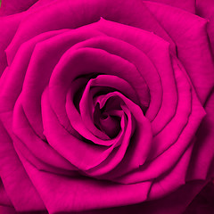 Image showing pink rose