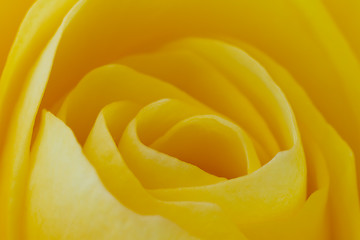 Image showing yellow rose macro