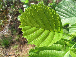 Image showing Green leave