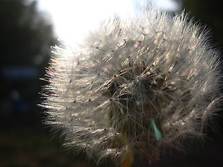 Image showing dandelion