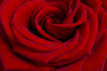 Image showing red rose