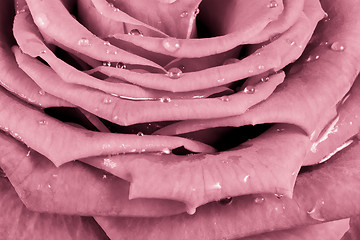 Image showing pink rose