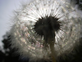 Image showing dandelion