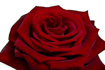 Image showing red rose