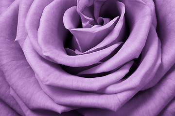 Image showing violet rose