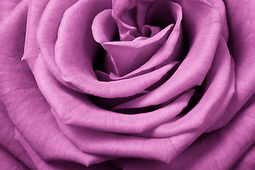 Image showing pink rose