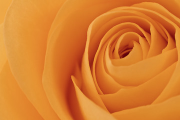 Image showing orange rose macro