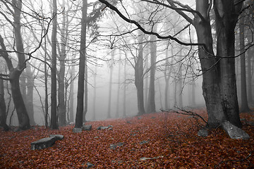 Image showing misty forest