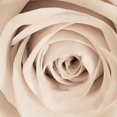 Image showing white rose close up